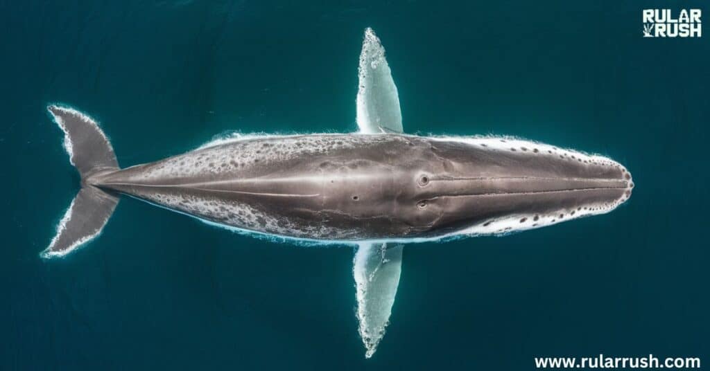 The World's Largest Animal: Blue Whale Comparison